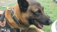 Narkotik Köpeği Sayesinde Kayseri'de 1100 Paket Kaçak Sigara Ele Geçirildi!