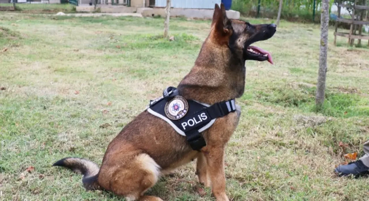 Narkotik Köpeği Sayesinde Kayseri'de 1100 Paket Kaçak Sigara Ele Geçirildi! 2