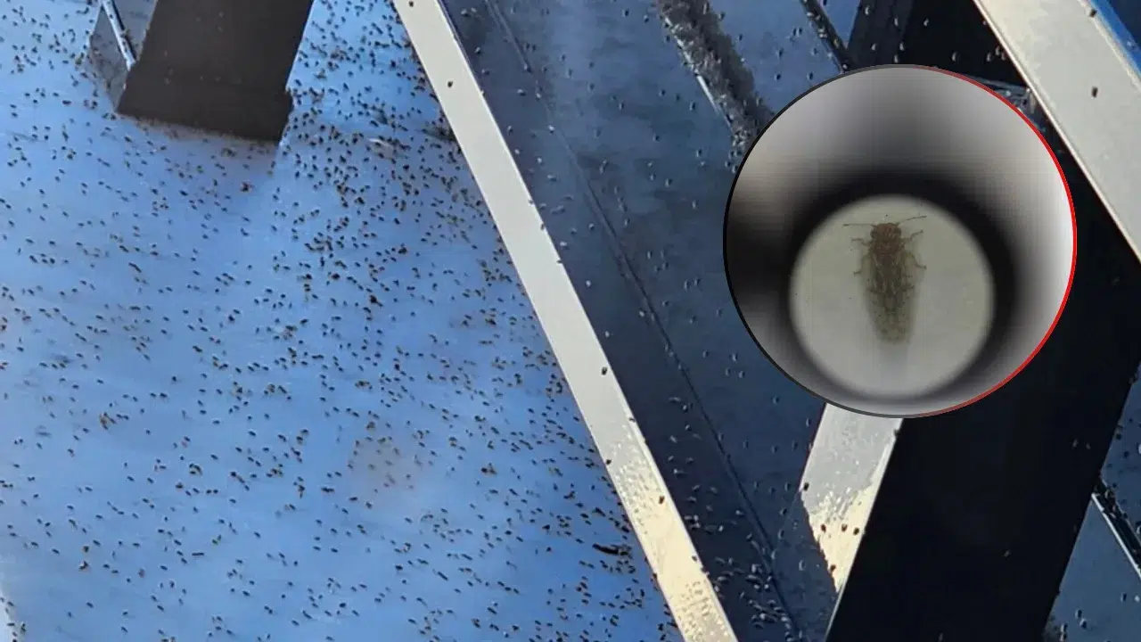 Gaziantep’te Sinek İstilası Hayatı Zorlaştırıyor: Vatandaşlar Kapı Pencere Açamıyor!