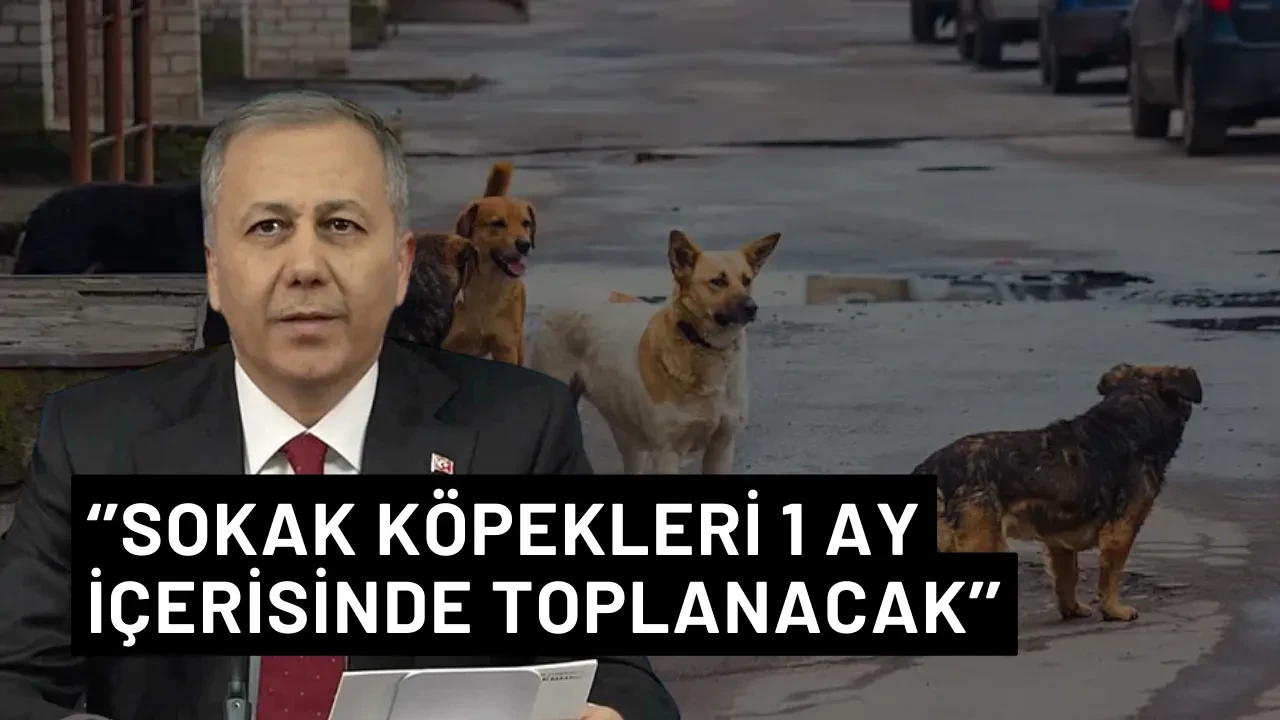 İçişleri Bakanı Yerlikaya: ‘’Sokak köpekleri 1 ay içerisinde toplanacak’’
