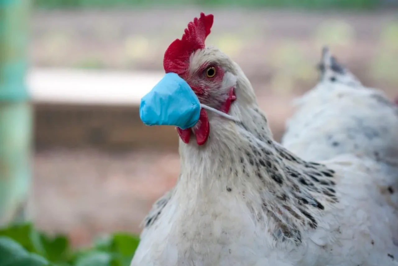 Kuş Gribi Yeniden Gündemde! İnsanlar Arası Bulaşma Riski Ne Kadar?