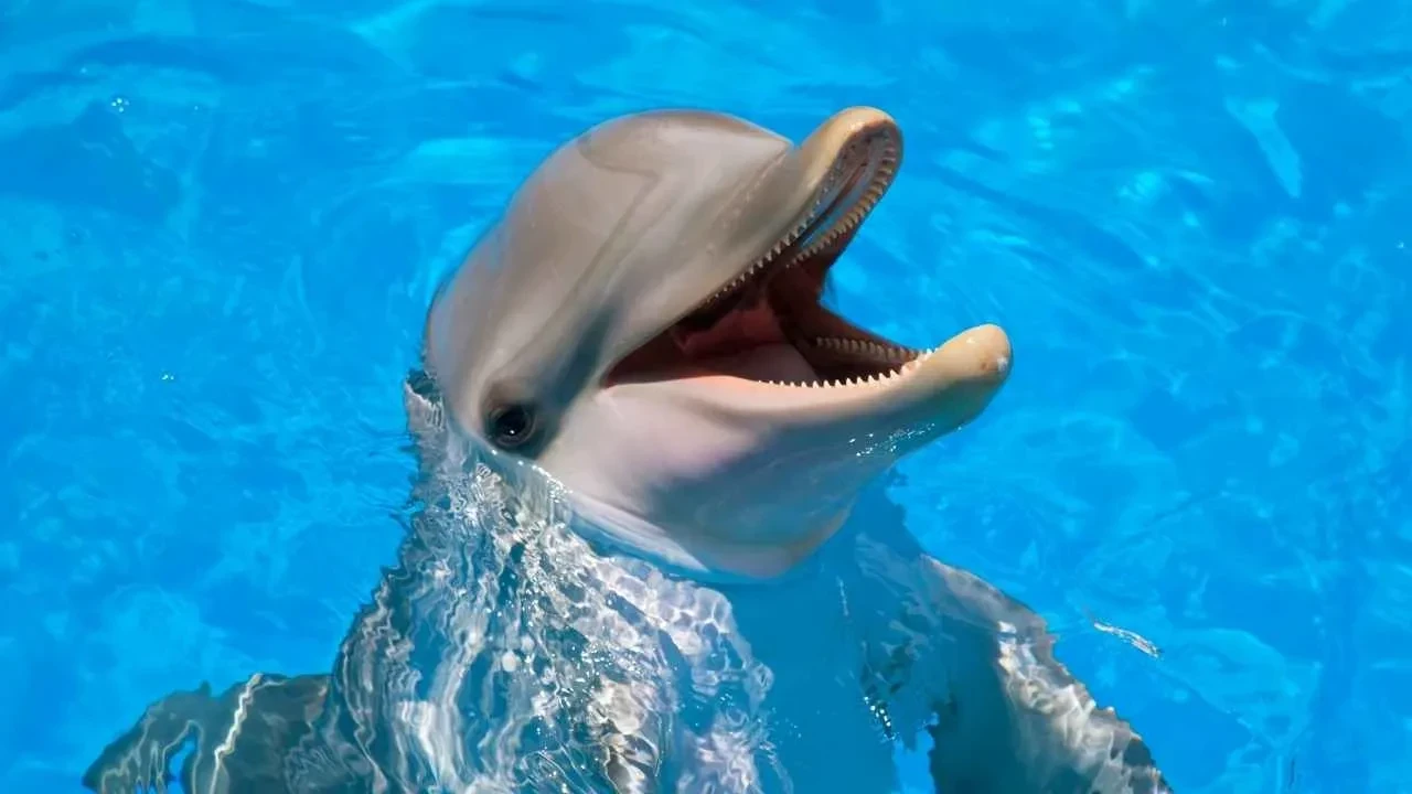 Google, DolphinGemma ile Yunuslarla Konuşmayı Mümkün Kılıyor