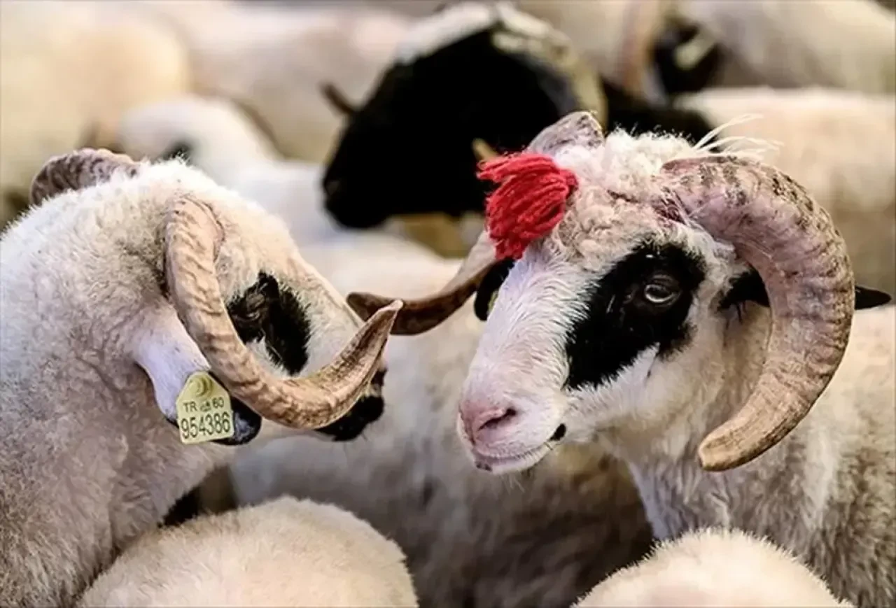 2025 Kurban Bayramı Ne Zaman? İşte Bayram Tatili ve Kurban Kesim Vakitleri