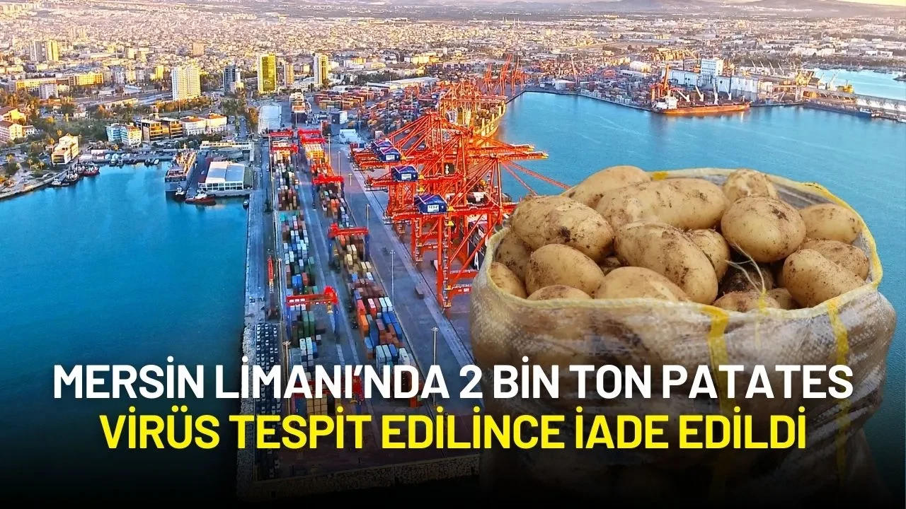 Mersin Limanı’nda Alarm: 2 Bin Ton Patates Virüs Tespit Edilince İade Edildi