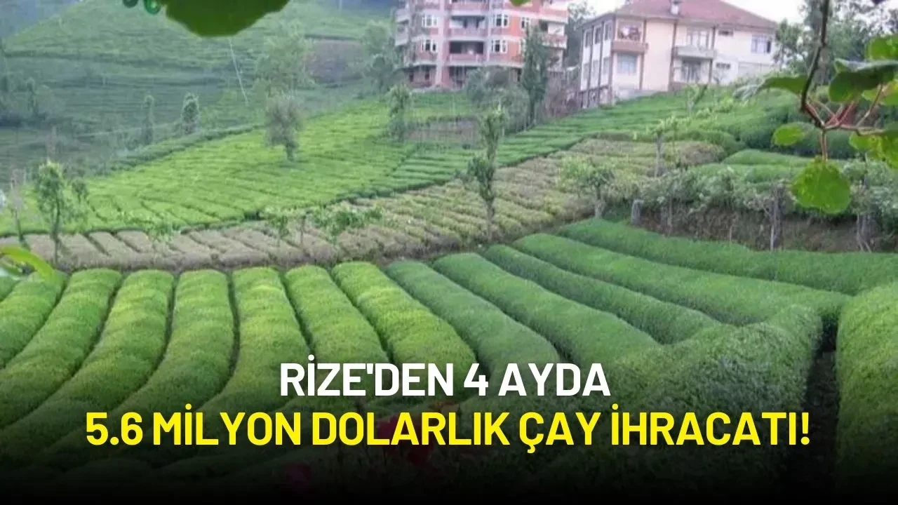 Rize'den 4 Ayda 5.6 Milyon Dolarlık Çay İhracatı! Yeni Pazarlar Dikkat Çekti