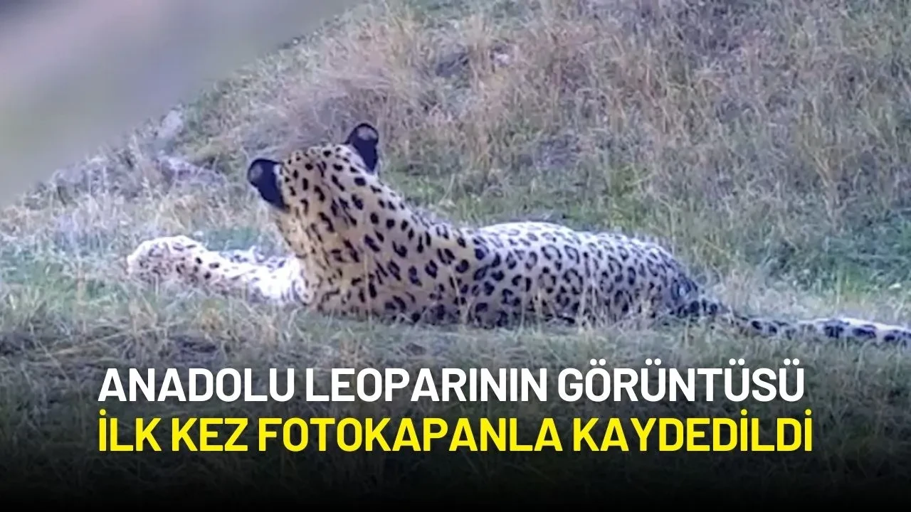 Anadolu Leoparının Görüntüsü İlk Kez Fotokapanla Kaydedildi