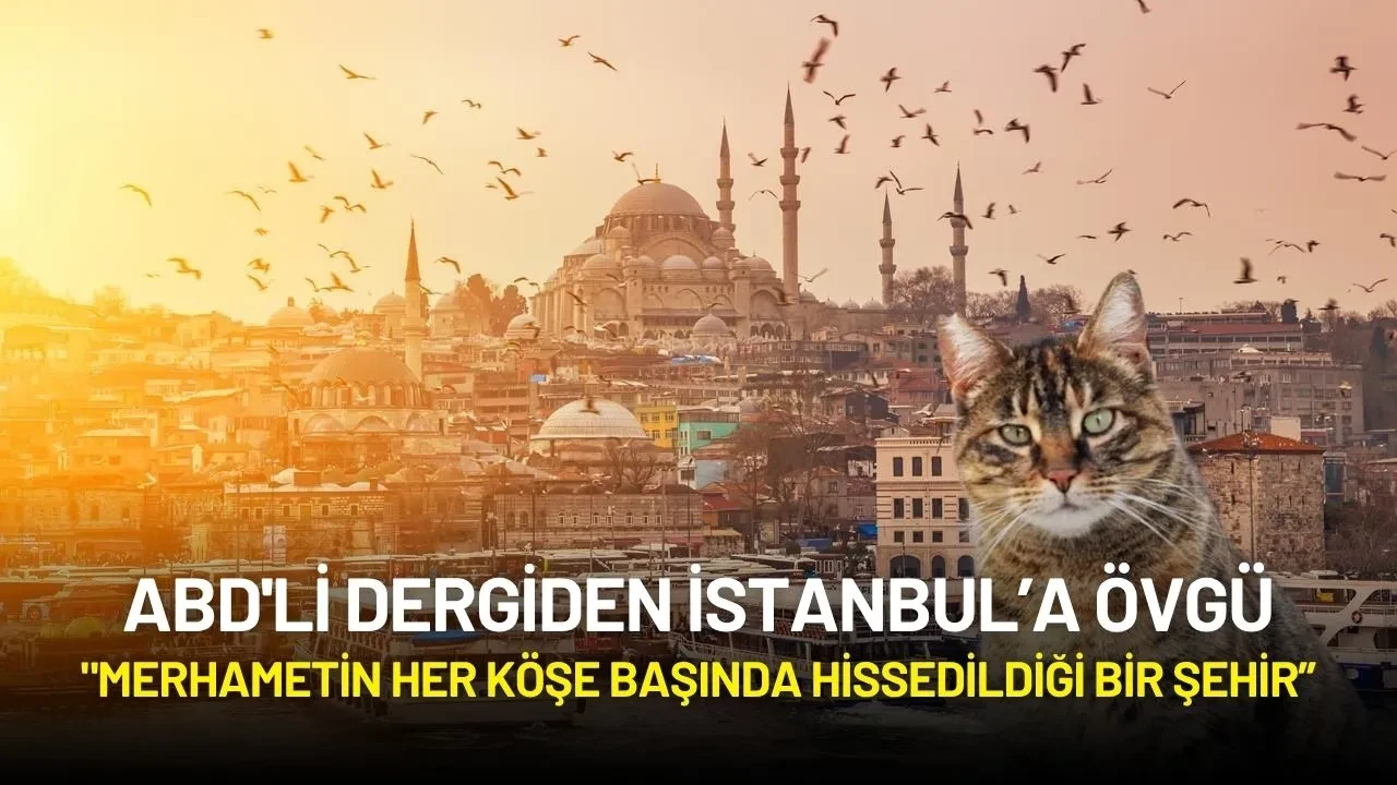 ABD'li Dergiden İstanbul’a Övgü: "Kedi Severlerin Rüya Şehri!"