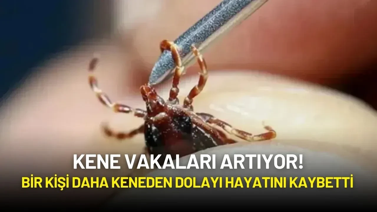 Kene Vakaları Artıyor! Bir Kişi Daha Keneden Dolayı Hayatını Kaybetti