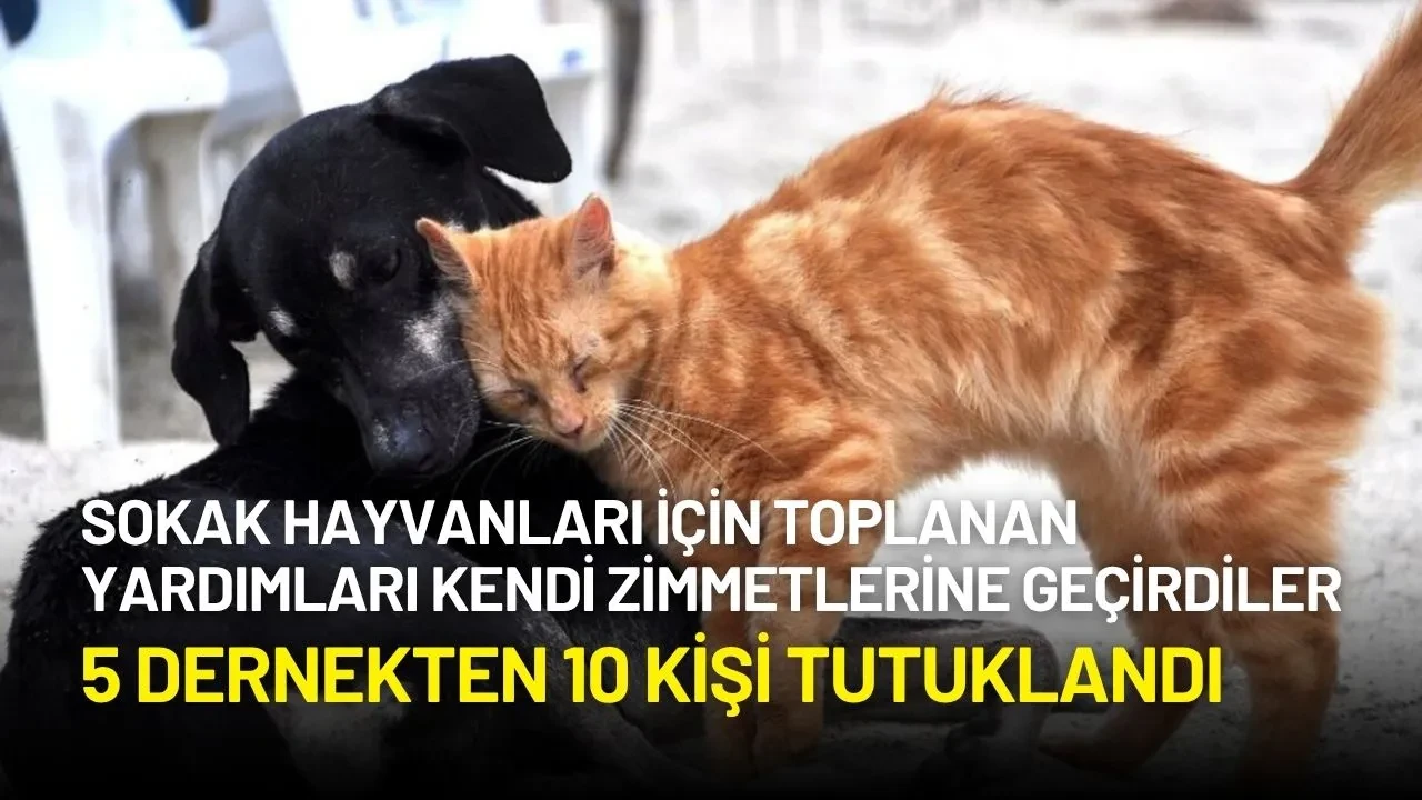 Sokak Hayvanları İçin Toplanan Yardımları Kendi Zimmetlerine Geçiren 5 Dernekten 10 Kişi Tutuklandı