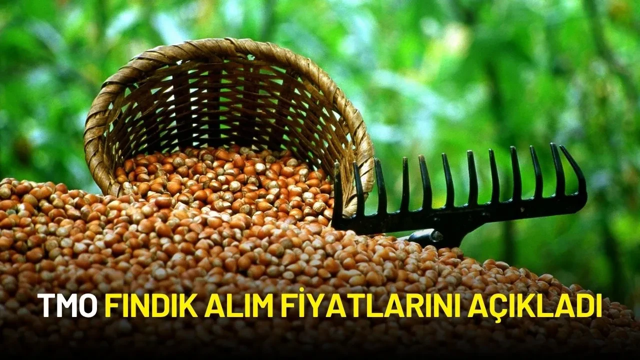 TMO Fındık Alım Fiyatlarını Açıkladı