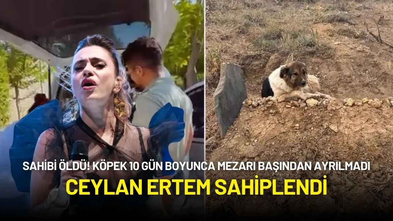 Sadık Köpek Sahibinin Mezarı Başından 10 Gün Boyunca Ayrılmadı! Ceylan Ertem Sahiplendi