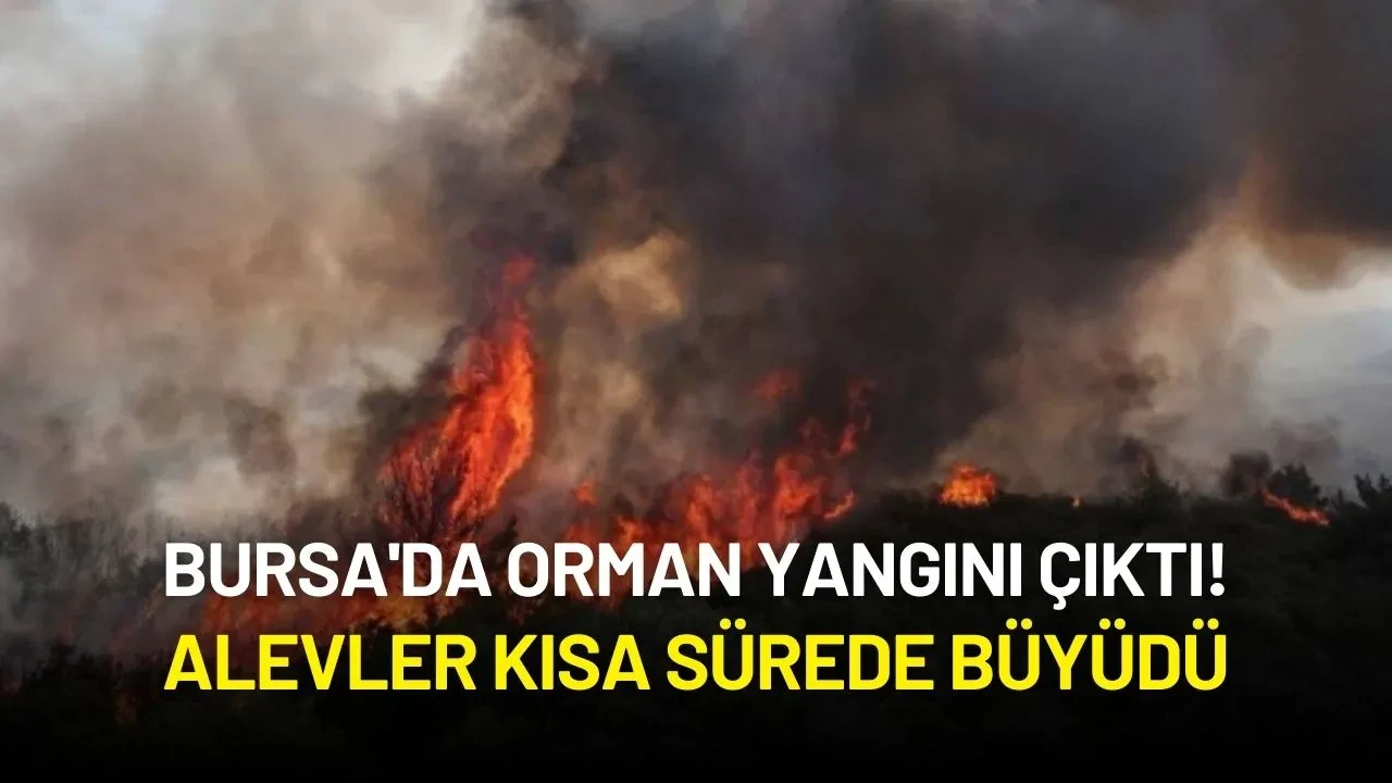 Bursa'da Orman Yangını Çıktı!