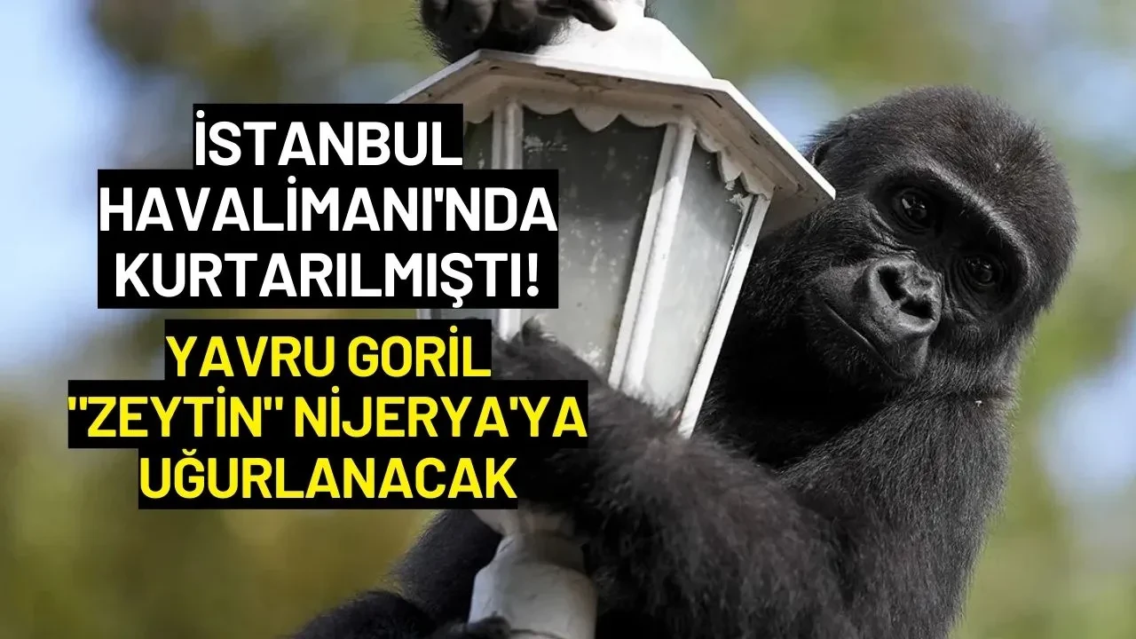 İstanbul Havalimanı'nda Kurtarılmıştı! Yavru Goril "Zeytin" Nijerya'ya Uğurlanacak