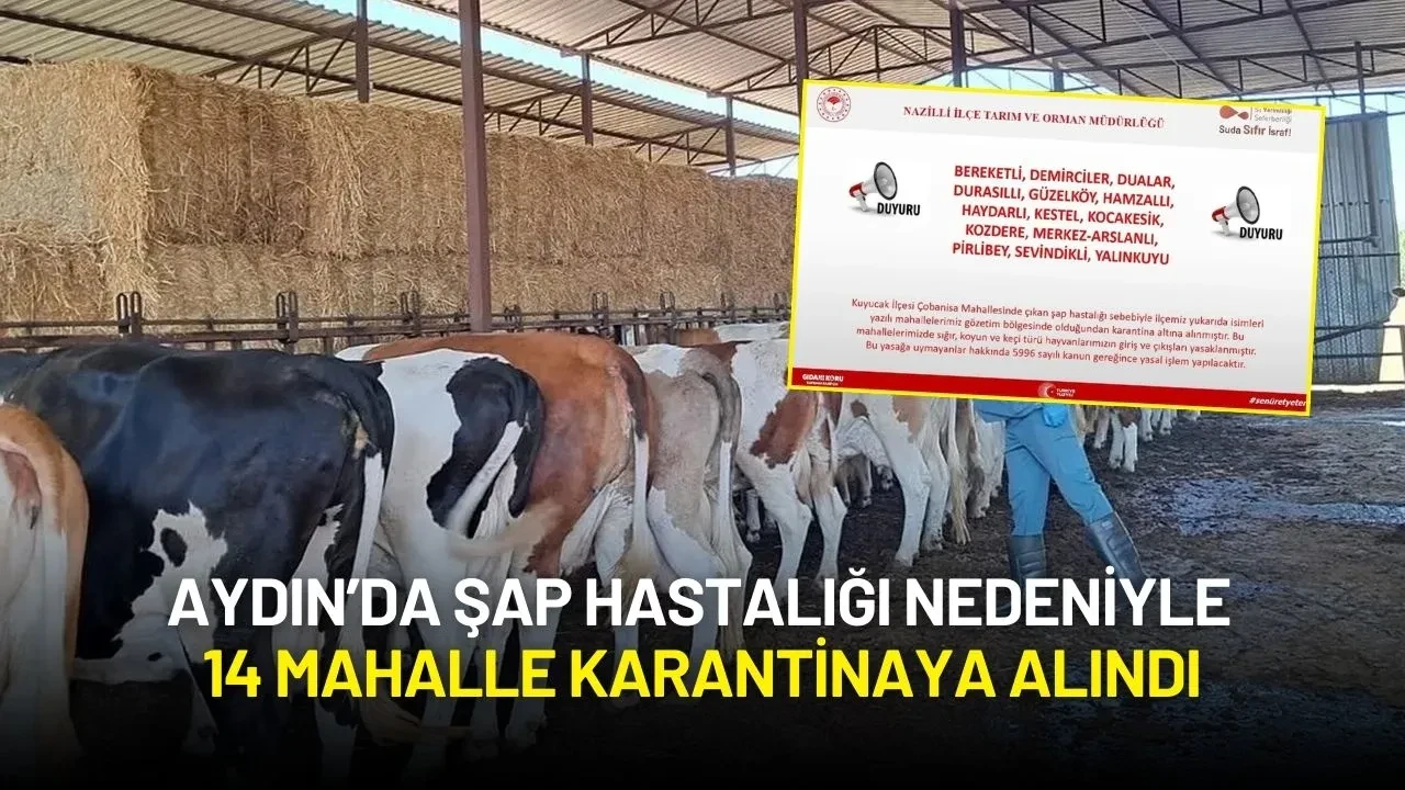 Aydın’da Şap Hastalığı Nedeniyle 14 Mahalle Karantinaya Alındı