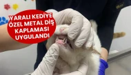 Yaralı Kediye Özel Metal Diş Kaplaması Uygulandı