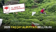 Tarım Bakanlığı Duyurdu: 2025 Yaş Çay Alım Fiyatı Belli Oldu