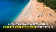 Antalya Çıralı’da Sezonun İlk Caretta Caretta Yuvası Tespit Edildi: Koruma Önlemleri Başladı
