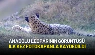 Anadolu Leoparının Görüntüsü İlk Kez Fotokapanla Kaydedildi