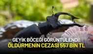 Geyik Böceği Görüntülendi! Öldürmenin Cezası 557 Bin TL