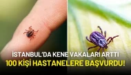 İstanbul’da Kene Vakalarında Artış: 100 Kişi Hastanelere Başvurdu!