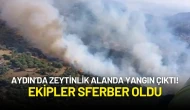Aydın Söke’de Zeytinlik Alanda Yangın! Ekipler Müdahale Etti