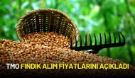 TMO Fındık Alım Fiyatlarını Açıkladı