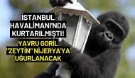 İstanbul Havalimanı'nda Kurtarılmıştı! Yavru Goril "Zeytin" Nijerya'ya Uğurlanacak