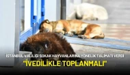İstanbul Valiliği Sokak Hayvanlarına Yönelik Talimatı Verdi: "İvedilikle Toplanmalı"