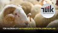 TÜİK Hayvancılık İstatistiklerini Açıkladı