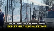Sakarya’da Çamlık Alanda Yangın! Ekipler Hızla Müdahale Ediyor