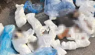 33 kedinin vahşice katledilmesine tepkiler çığ gibi: Serbest bırakılan veteriner hekim için karar değişti
