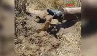 Diyarbakır'da sulama borularından porsuklar çıktı, çiftçiler şaşkın!