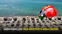 Saros Sahilleri Uğur Böceği İstilasına Uğradı!