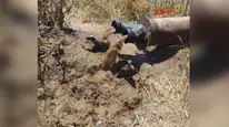 Diyarbakır Bismil’de İlginç Olay: Sulama Borularından Porsuklar Çıktı