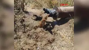 Diyarbakır Bismil’de İlginç Olay: Sulama Borularından Porsuklar Çıktı