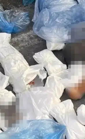 33 kedinin vahşice katledilmesine tepkiler çığ gibi: Serbest bırakılan veteriner hekim için karar değişti