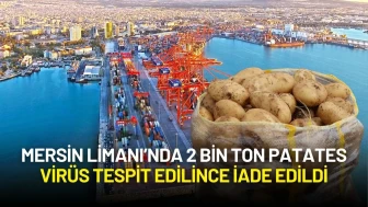 Mersin Limanı’nda Alarm: 2 Bin Ton Patates Virüs Tespit Edilince İade Edildi