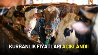 Kurbanlık Fiyatları ve Kızılay’ın Vekalet Bedelleri Açıklandı!