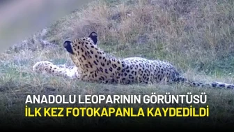 Anadolu Leoparının Görüntüsü İlk Kez Fotokapanla Kaydedildi