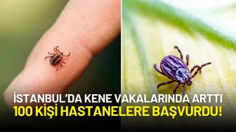 İstanbul’da Kene Vakalarında Artış: 100 Kişi Hastanelere Başvurdu!