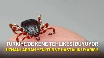 Türkiye'de Kene Tehlikesi Büyüyor: Uzmanlardan Yeni Türler ve Hastalık Uyarısı!