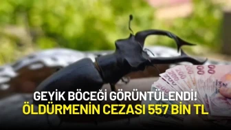 Geyik Böceği Görüntülendi! Öldürmenin Cezası 557 Bin TL