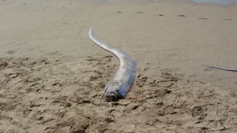 Kıyamet Balığı Olarak Bilinen Kürek Balığı Kıyıya Vurdu