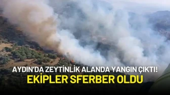 Aydın Söke’de Zeytinlik Alanda Yangın! Ekipler Müdahale Etti