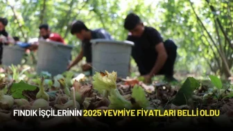 Fındık İşçilerinin 2025 Yevmiye Fiyatları Belli Oldu