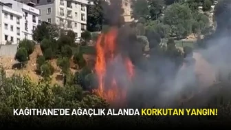 Kağıthane’de Ağaçlık Alanda Yangın Çıktı
