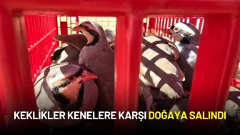 Keklikler Kenelere Karşı Doğaya Salındı