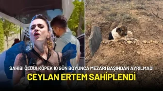 Sadık Köpek Sahibinin Mezarı Başından 10 Gün Boyunca Ayrılmadı! Ceylan Ertem Sahiplendi