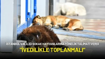 İstanbul Valiliği Sokak Hayvanlarına Yönelik Talimatı Verdi: "İvedilikle Toplanmalı"