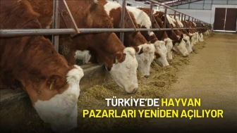 Şap Hastalığı Kontrol Altına Alındı: Türkiye’de Hayvan Pazarları Yeniden Açılıyor
